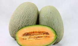 吃爷爷哈密瓜视频大全免费观看,哈密瓜美食盛宴，爷爷的甜蜜回忆